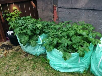 Turn Unreturnable Bulk Bags into Potato Planters Image